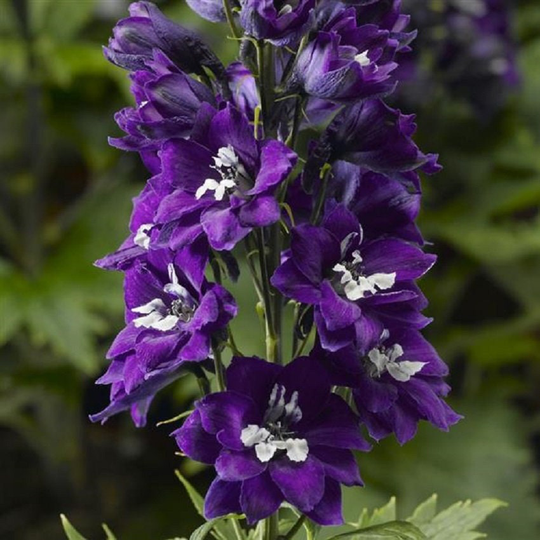 50 Delphinium Seeds Delphina Dark Blue White Bee Larkspur
