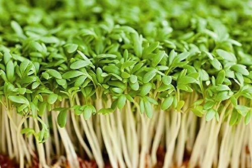 Cress Seed, Microgreen, Sprouting, 10 OZ, Non GMO - Country Creek Acres Brand -