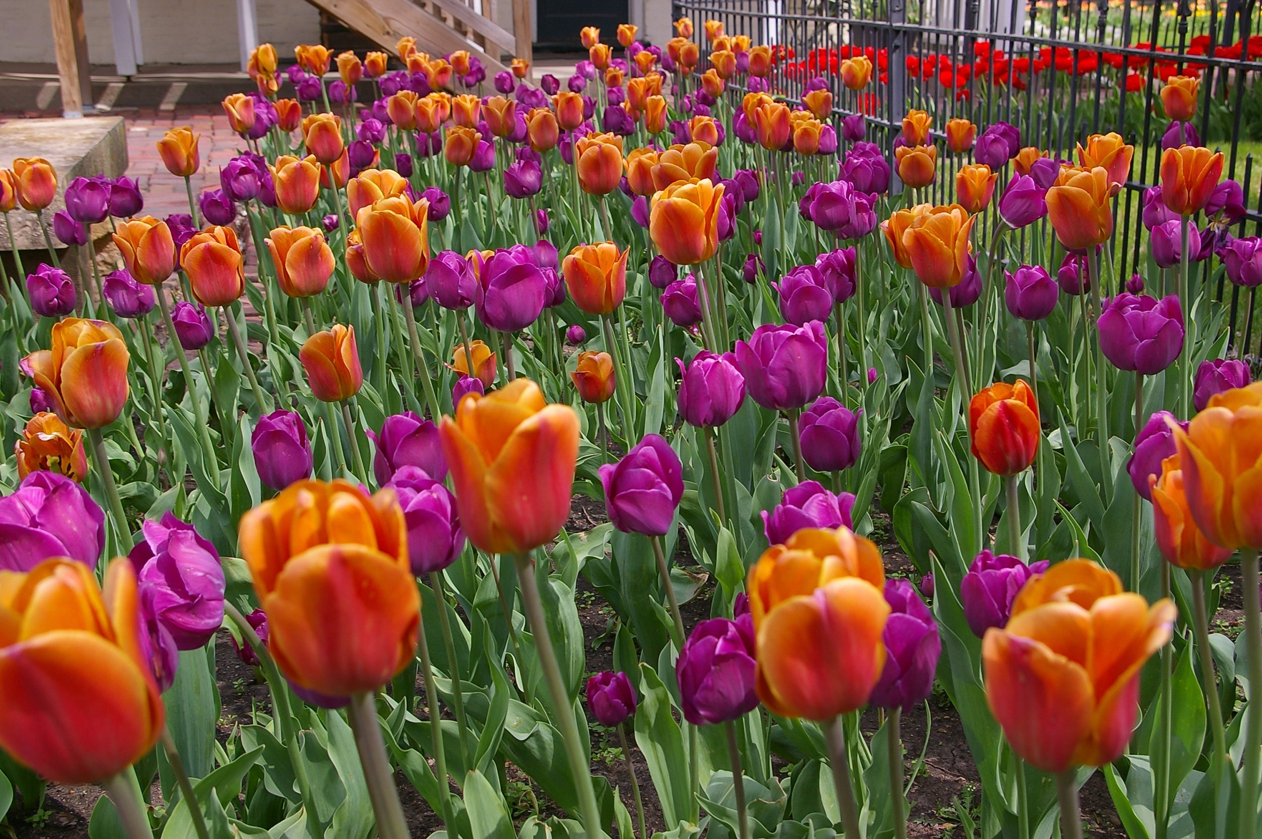 Tulip Bulbs -Blends- Peanut Butter & Jelly -10 Bulbs - Orange & Purple