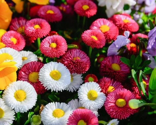 Daisy Full Flowers Blend 0.2/300 Seeds - Bellis Perennis Gmo Free