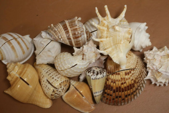 Seafood Buffet Table Food Markers Mixed Seashells with Slits, Ss-85 Free Ship