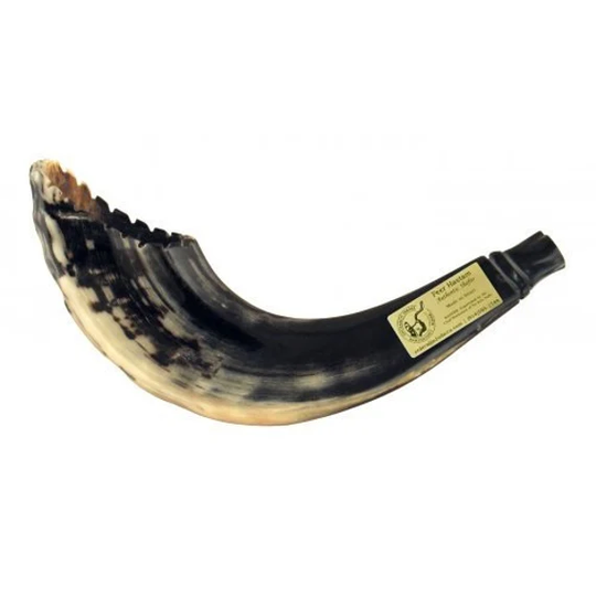 Jewish Ram's Horn Shofar Moroccan Style Handmade, 13"-15", 100% Kosher Authentic From Israel. Judaica Wedding, Bar/T Mitzvah Gift