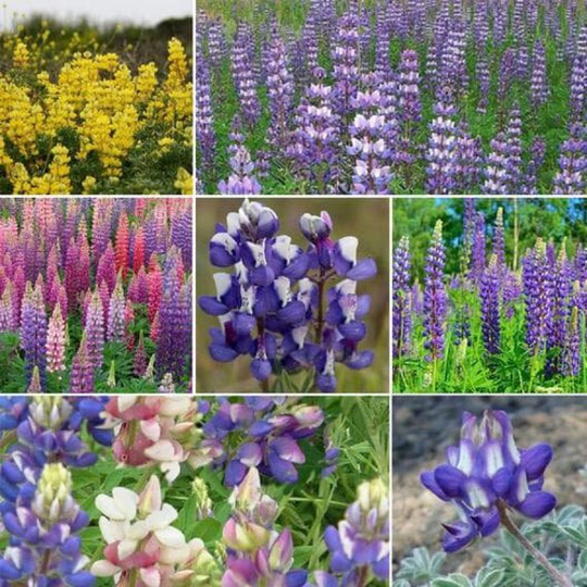 Loopy Lupine Flower Seed Mix #258