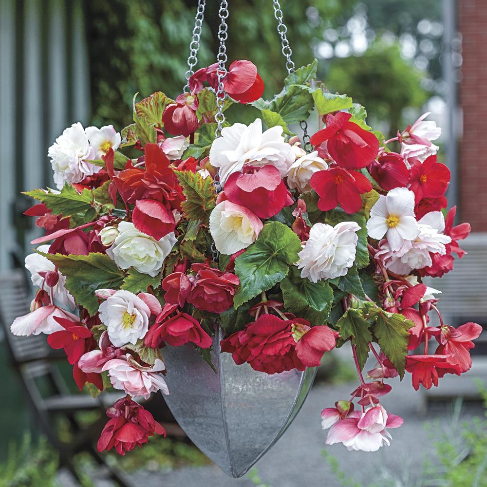 Breck's 3 Fragrant Cascading Begonia Blend Bulbs (N/A) | 67711
