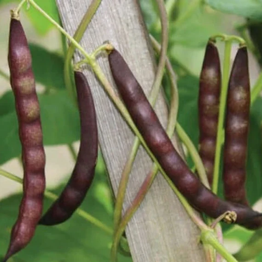 Usa Seller Black Turtle Bean Seeds Heirloom Phaseolus Vulgaris