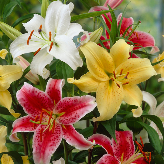 Lowe's 9-Count Lily Oriental Fragrant Blend Bulbs | 11359