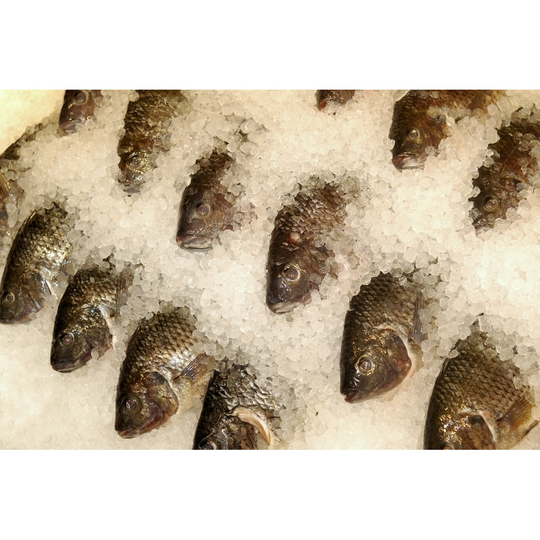Tilapia on ice at a seafood market. Poster Print by VWPics/Stocktrek Images - Item # VARPSTVWP400451U - 17 x 11