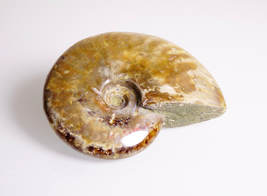 Large Fossilized Ammonite Stone