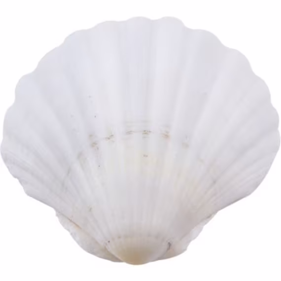 Large 4.5+" Baking Clam | Semi-White Scallop 4.5 Inch Shell