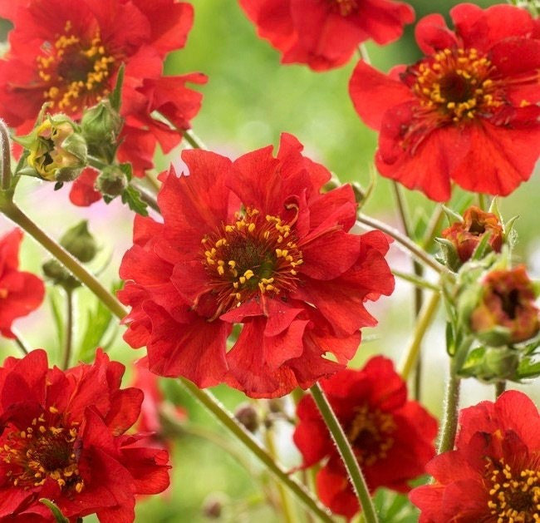 Geum - Avens Flowers Blend 0.3G/70 Organic Seeds Chiloense Gmo Free