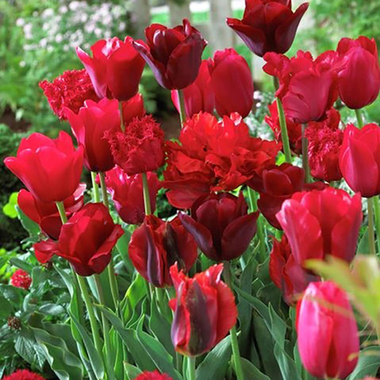 Lowe's 25-Count Tulips Nonstop Red Blend Bulbs | 87016