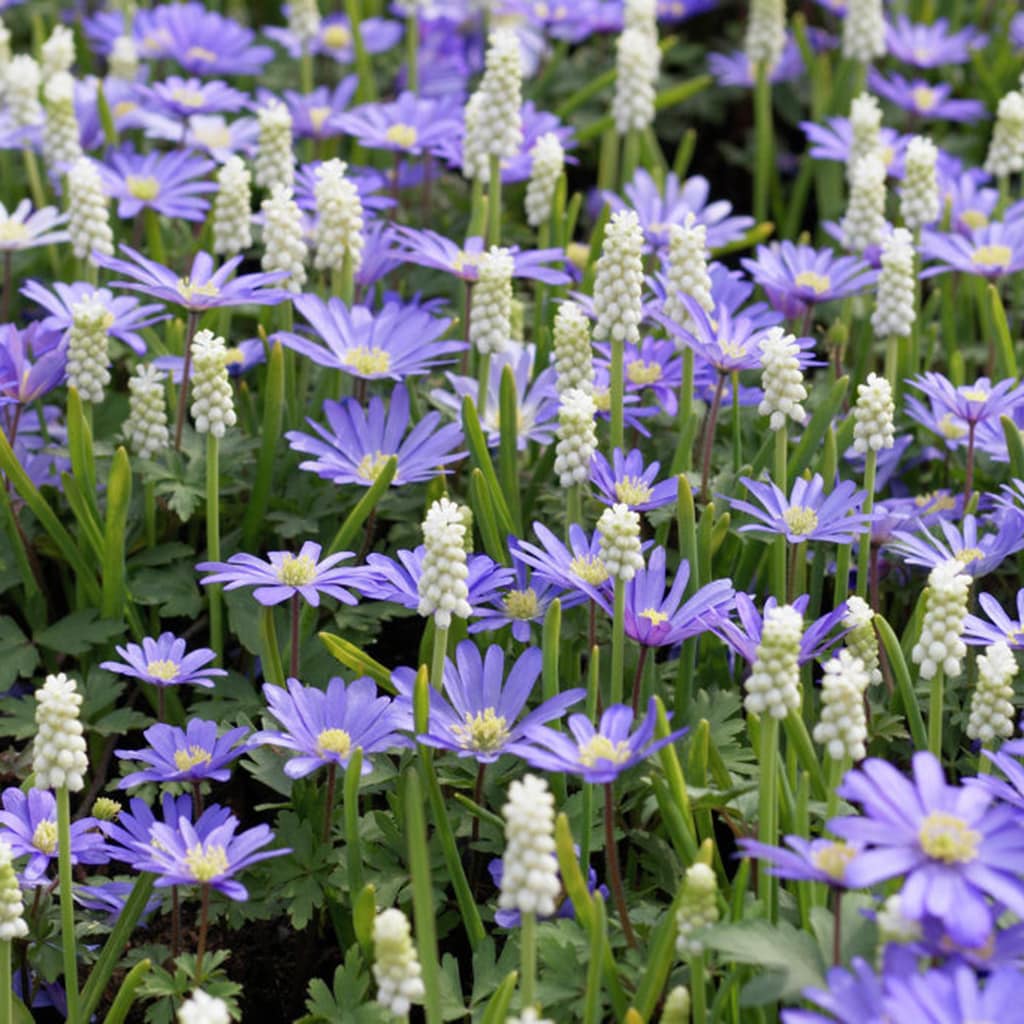 Lowe's 50-Count Muscari/Anemone Magic Carpet Blend Bulbs | 21530