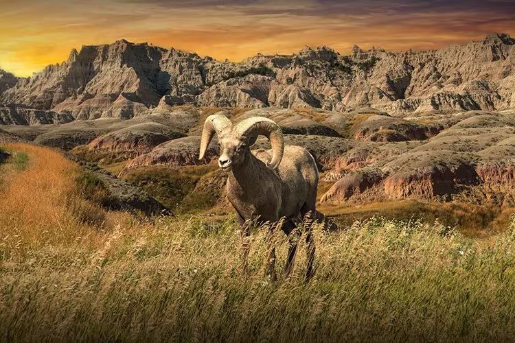 Bighorn Sheep Ram in The Badlands, Badlands National Park, South Dakota, Western Animal Wildlife, Nature Landscape, Wildlife Photograph