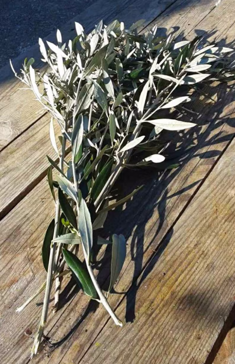 Jerusalem Israel Olive Tree Branch, 10 Fresh Branch Stems & Leaves, Jesus Branches