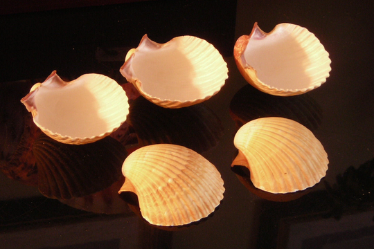 6 Large Mexican Deep Cup Scallop Shells | 3-3.5" Baking, Beach Crafts & Decor, Restaurant Style Seafood Appetizer