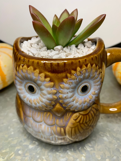 Adorable Owl Mug Filled With Succulent