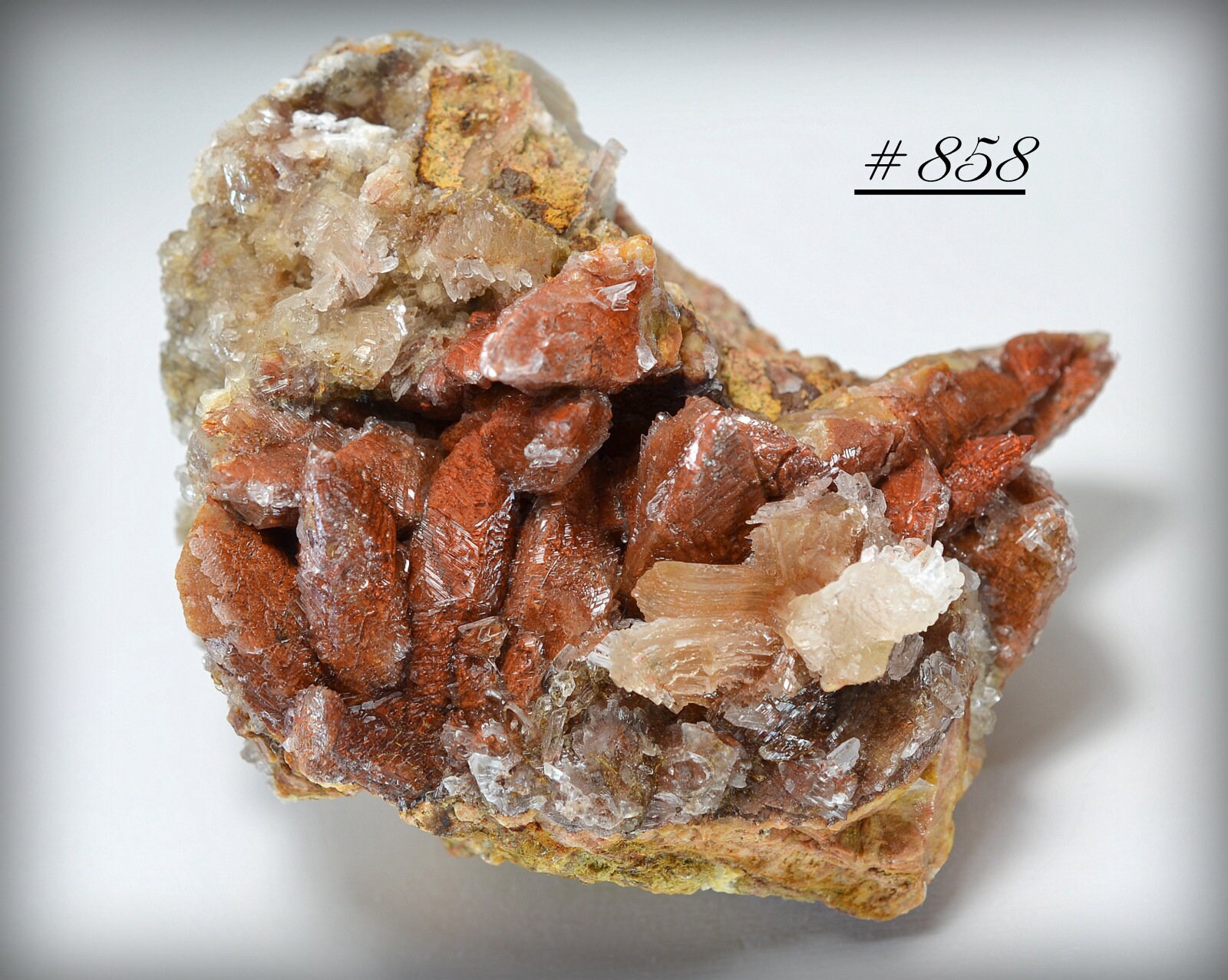 Bright Red Calcite Scalenohedra With Ram's Horn Selenite Gypsum, From Guizhou Province, China