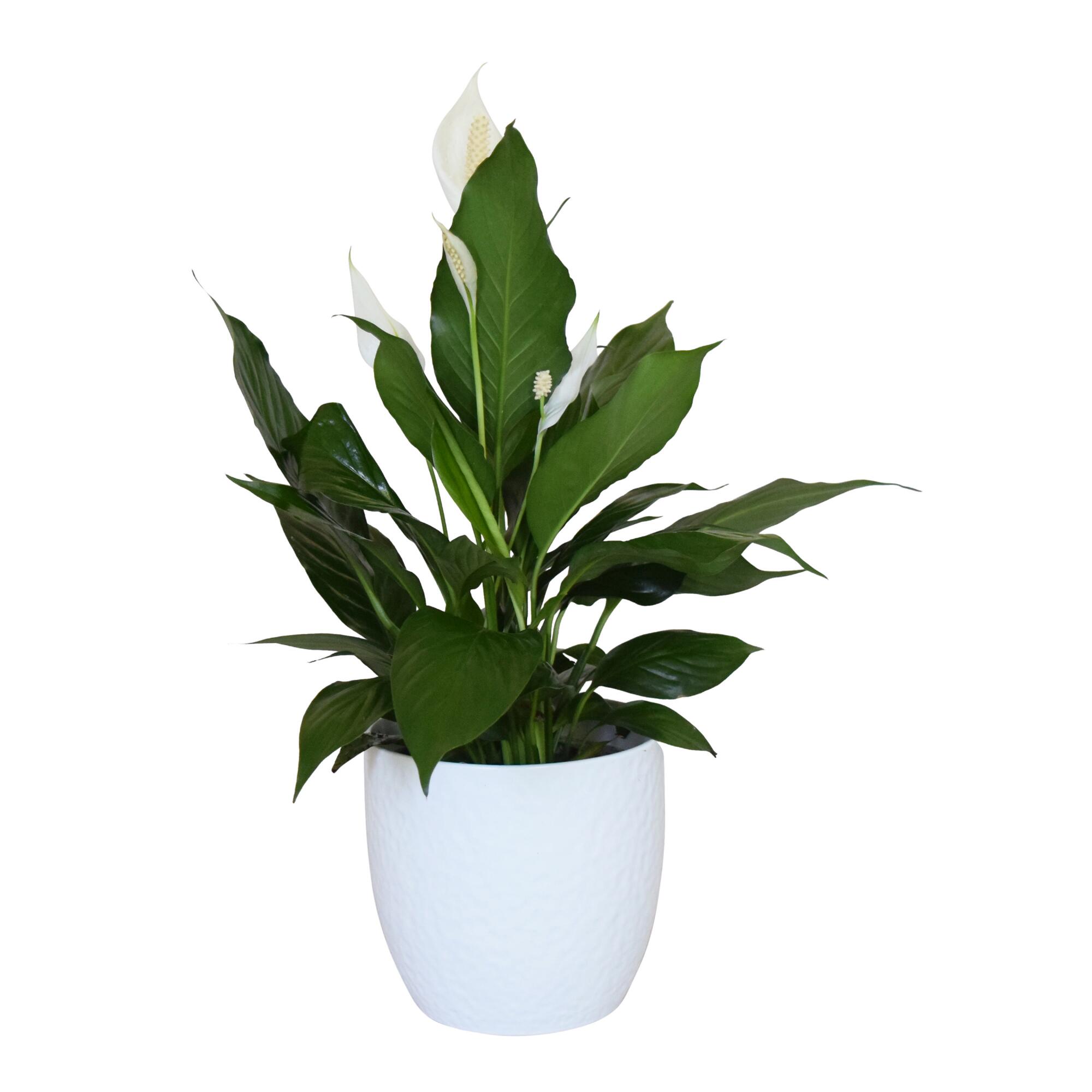 Live Spath Plant in White Ceramic Pot: Green/White by World Market