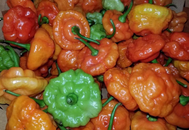 50 Aji Dulce Seeds