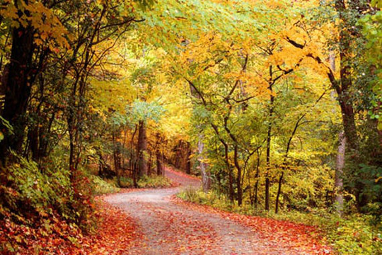 Autumn Leaves Photo, Fall Home Decor, Landscape Winding Road, Photo Foliage Scenery Country Road