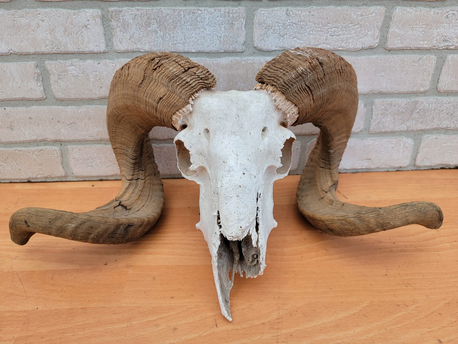 Rustic Authentic Ram Skull Wall Decor