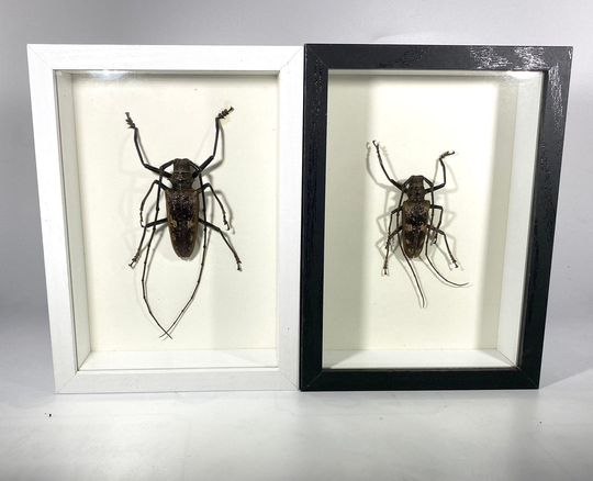 Framed Brown Batocera Gerstaeckeri Beetle Home Decor Indonesia