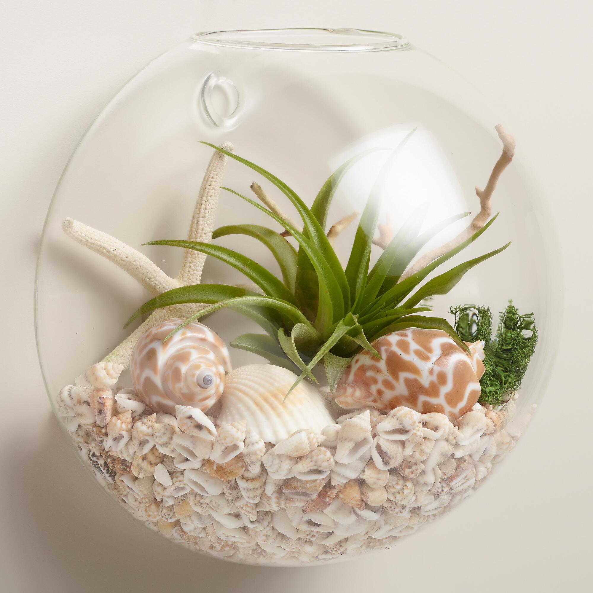 Wall-Mounted Live Plant Glass Terrarium by World Market