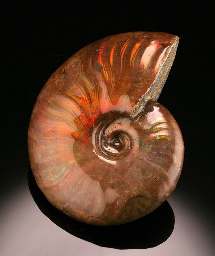 Wonderfully Preserved Iridescent Cleoniceras Ammonite Displaying Vivid Flashes Of Red, Green, & Yellow