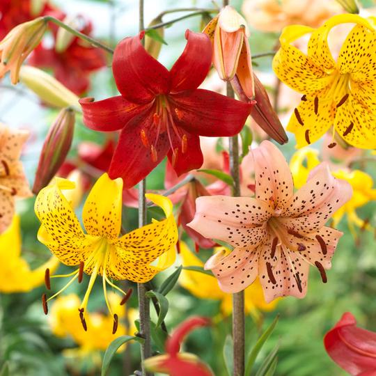 Van Zyverden 18-Count Tiger Lilies Value Blend-Pack Bulbs | 83673