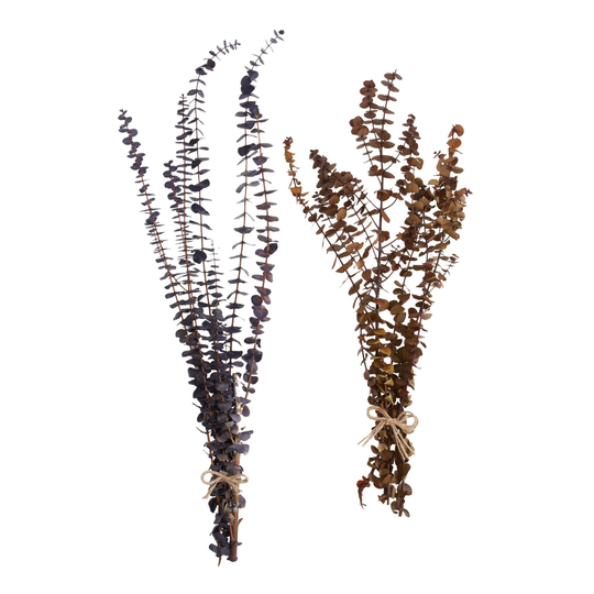 Dried Baby Eucalyptus Bunch: Purple - Natural Fiber by World Market