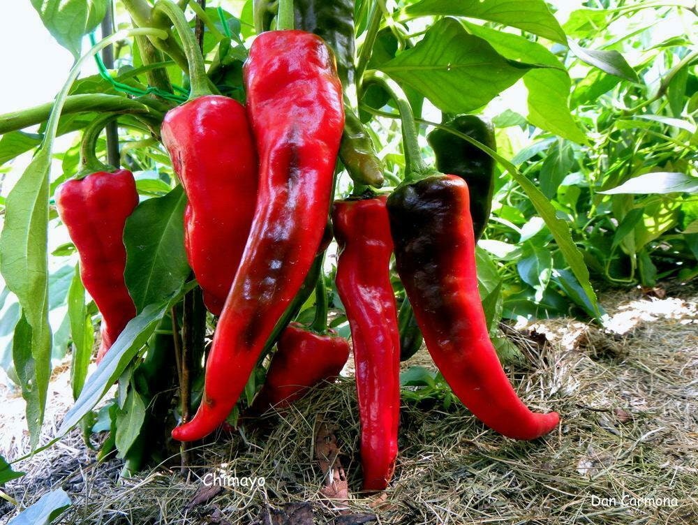 Seeds Chilli Pepper Ram's Horn Organic Heirloom Ukraine