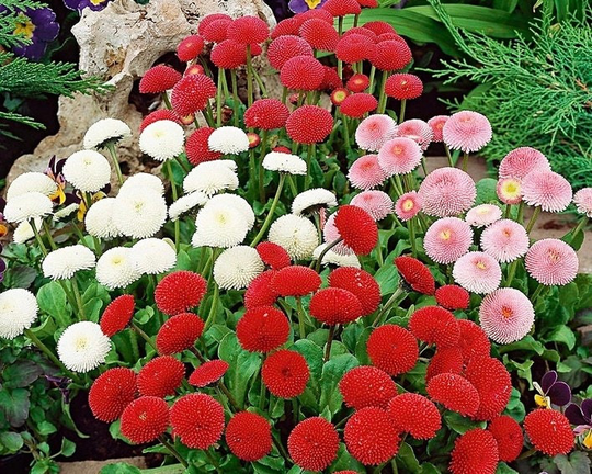 Daisy Pompoms Flowers Blend 0.2G/300 Organic Seeds - Bellis Perennis Pomponette Gmo Free
