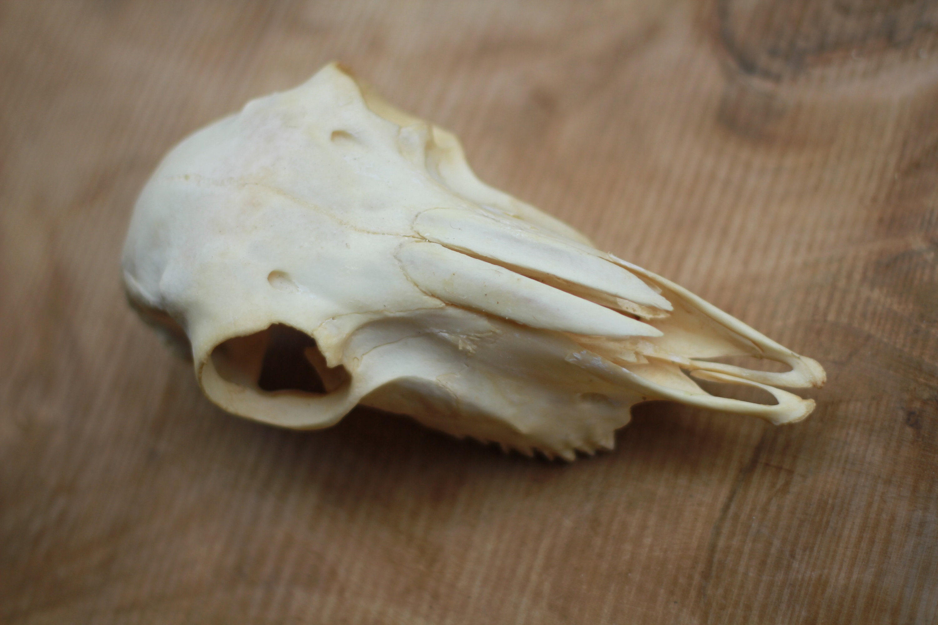 Young Ram Skull. Founded in Trash Basket Of A Butcher Shop