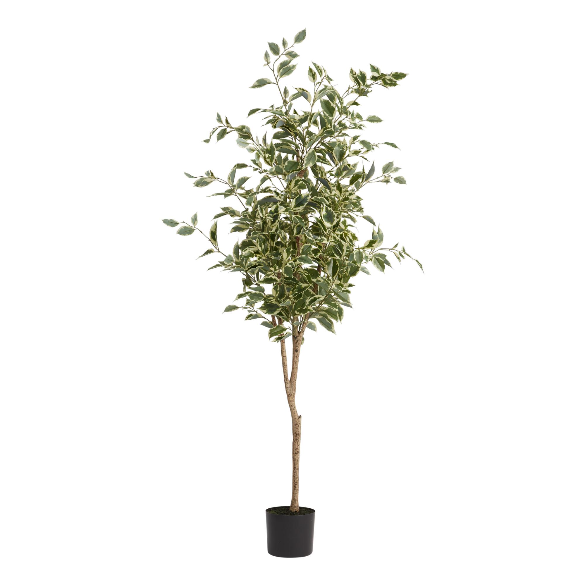 Faux Ficus Tree: Green/Cream - Plastic by World Market