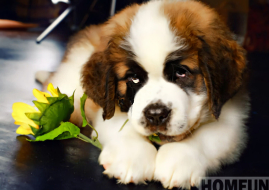 st. Bernard Puppy Diy 5D Diamond Painting Kit Full Square & Round Drill