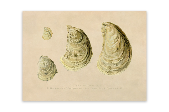 Oysters Species Illustration Poster, Sfd40