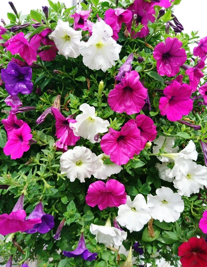 Petunia - Giant Flowers Blend 0.01G/20 Seeds X Hybrida Superbissima Gmo Free