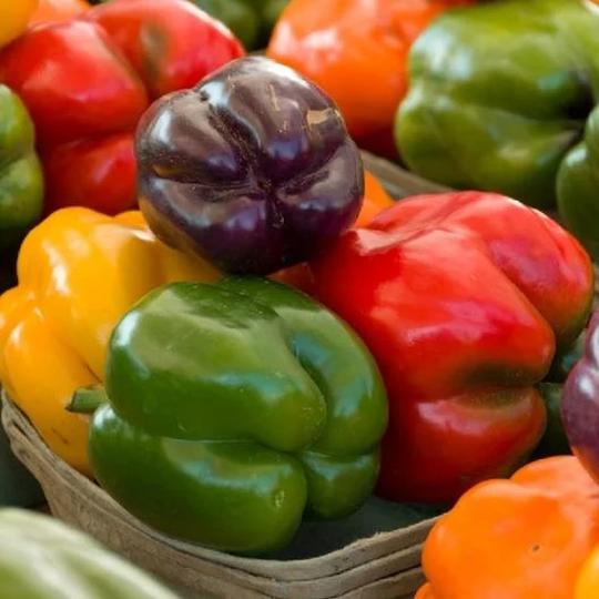 Nc Heirloom Rainbow Blend Sweet Bell Pepper Seeds - Non Gmo Open Pollinated Vegetable Gardening Grow Your Own Food
