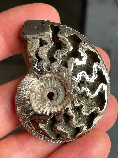 Natural Iridescent Pyritized Druzy Ammonite From Volga, 52 Mm