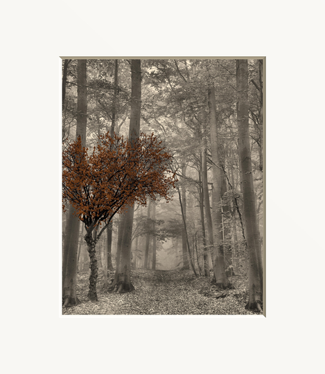 Brown Neutral Wall Art Tree Forest Path Photography Bedroom Living Room Matted Picture