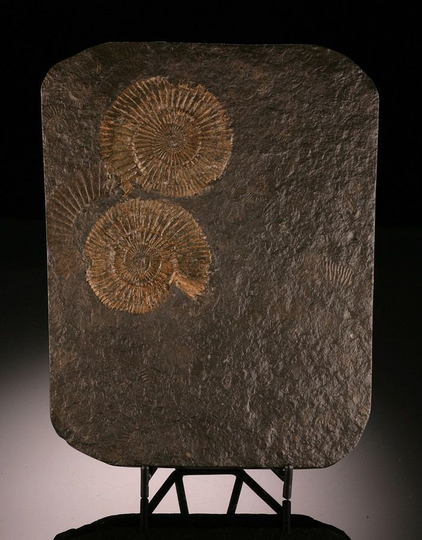 From Germany Is This Interesting Pyritized Mortality Plate, Displaying Two Ammonites Captured in Time
