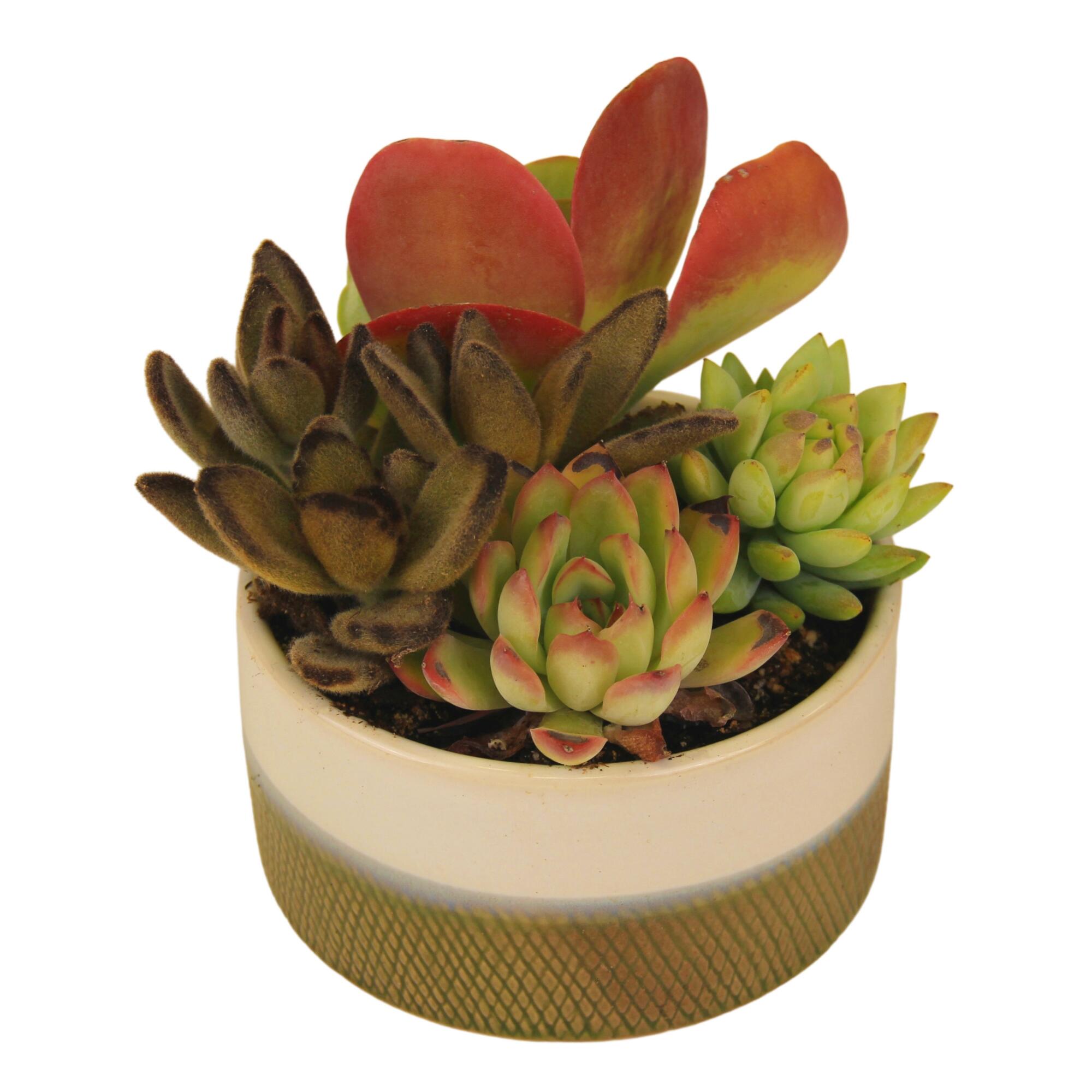 Live Succulent Plant Arrangement in Two Tone Ceramic Pot by World Market
