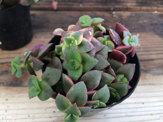 Small Succulent Plant Crassula Calico Kitten