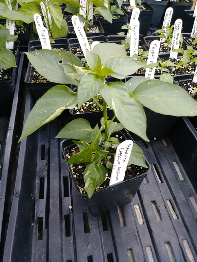 Fish Pepper, 4In Pepper Plant, Capsicum Annuum, Organic, Solanaceae, Gmo Free, Organic Plants