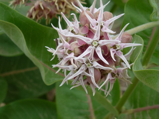 25+ Seeds Showy Milkweed | Sow in The Fall Asclepias Speciosa Butterfly Garden Caterpillar