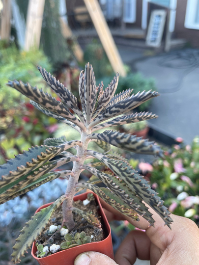 2'' Mother Of Millions Easy To Propagate