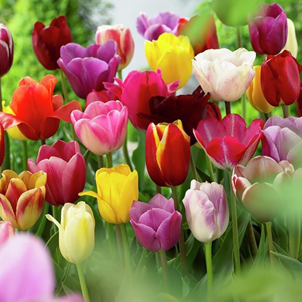 Lowe's 25-Count Tulips Nonstop Mixed Colors Blend Bulbs | 87017