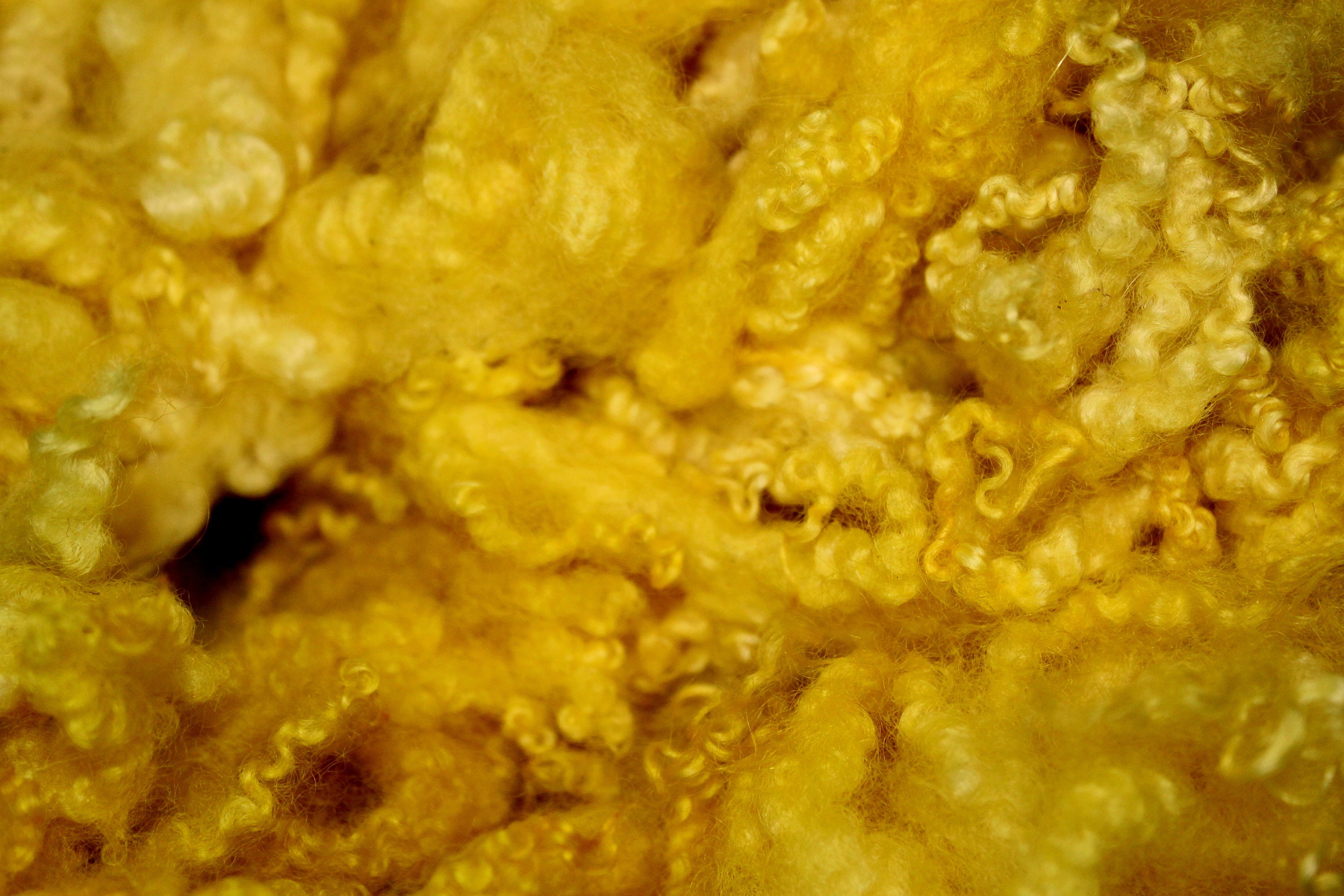 1Oz Yellow Hand Dyed Wool Locks. Up To 7 Inches in Length, Felting. Crafting Fiber A6820