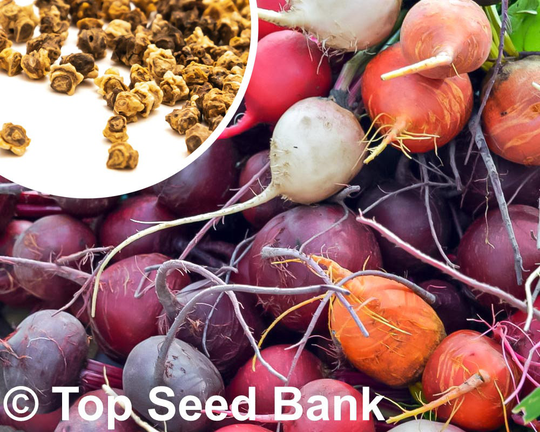 100+ Rainbow Blend Beet Seeds, Mix Beets, Container Friendly + Free Gift | Non-Gmo, Organic| Top Seed Bank