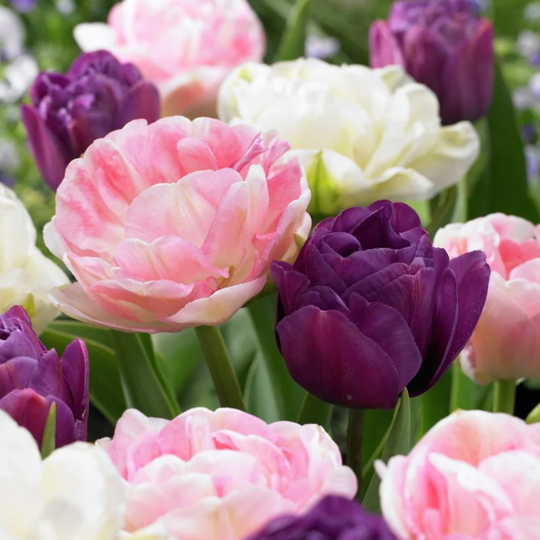 Lowe's 15-Count Tulips Double Peony Blend Bulbs | 21581